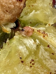 Grapholita funebrana