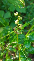 Pyrola minor