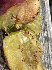 Grapholita funebrana