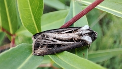 Agrotis trifurca