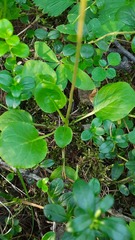 Pyrola minor
