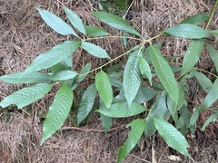 Lithocarpus amygdalifolius