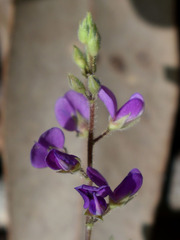 Pycnospora lutescens