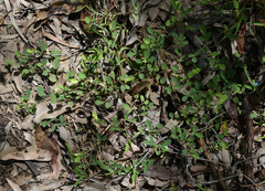 Pycnospora lutescens