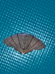 Orudiza protheclaria