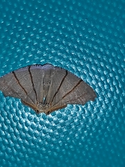 Orudiza protheclaria