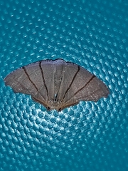 Orudiza protheclaria