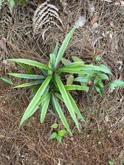 Podocarpus neriifolius