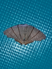 Orudiza protheclaria