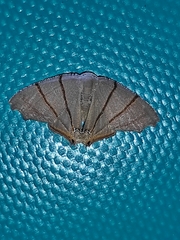 Orudiza protheclaria