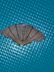 Orudiza protheclaria