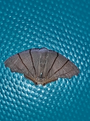 Orudiza protheclaria