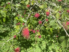 Calliandra tergemina emarginata