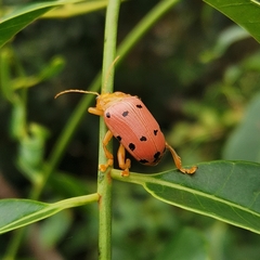 Podontia