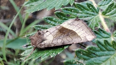 Hydraecia mongoliensis