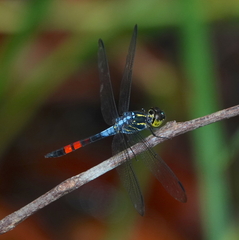 Agrionoptera sexlineata