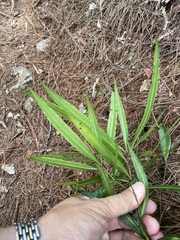 Podocarpus neriifolius