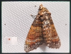 Chlumetia transversa