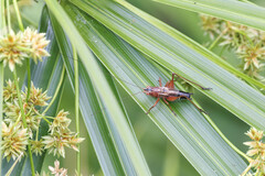 Conocephalus semivittatus