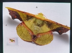 Fascellina plagiata