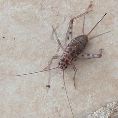 Gryllomorpha