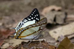 Polyura eudamippus