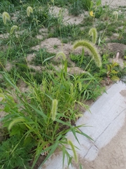 Setaria viridis major