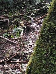 Antechinus minimus