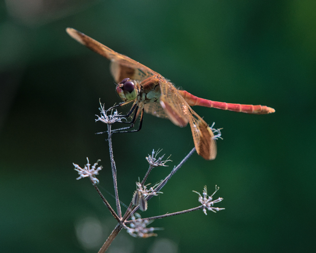 Banded Darter from Mogusa, Hino, Tokyo 191-0033, Japan on July 31, 2022 ...