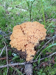 Ramaria boreimaxima
