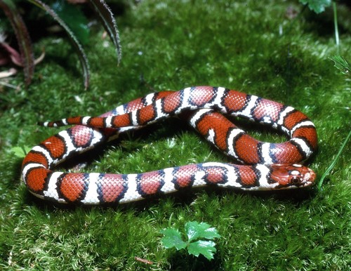 Eastern Milksnake, Calvert County, MD, USA, photo 7 of 10