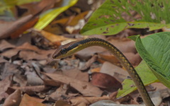 Dendrelaphis ngansonensis