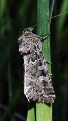 Hampsonicola deccerti