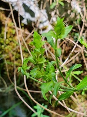 Sideritis hyssopifolia