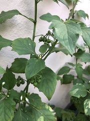 Solanum nigrum
