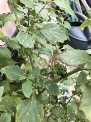 Solanum nigrum