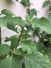 Solanum nigrum