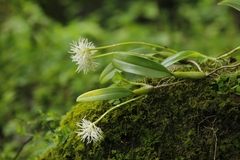 Bulbophyllum odoratissimum racemosum