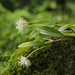 Bulbophyllum odoratissimum racemosum - Photo (c) Krishna Prasad Dhimal, algunos derechos reservados (CC BY-NC), subido por Krishna Prasad Dhimal