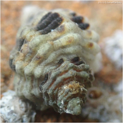 Paciocinebrina circumtexta