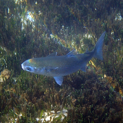 Crenimugil crenilabis