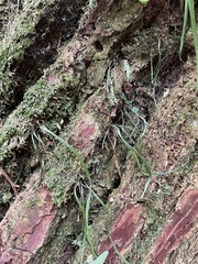 Haplopteris flexuosa