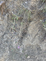 Stachys cretica