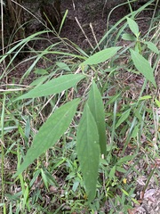 Callicarpa randaiensis