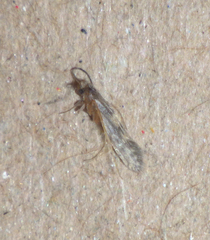 Agraylea