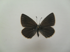 Polyommatus damocles