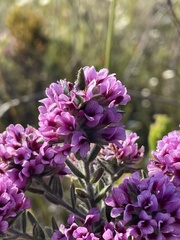 Amphithalea ericifolia