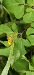 Cteniopus sulphureus