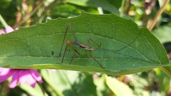 Leptophyes punctatissima