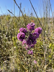 Amphithalea ericifolia